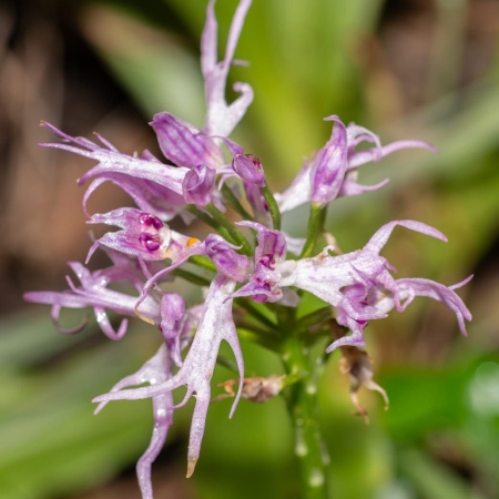 Sierra de Crestillina orchids